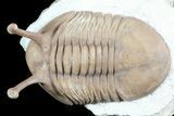 Stalk-Eyed Asaphus Kowalewskii Trilobite - #45980-4